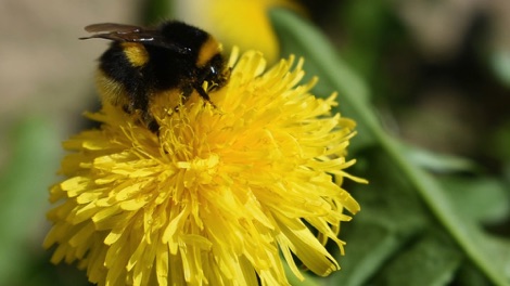 Bumblebee on dandelion